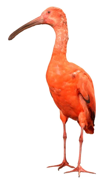 Vykreslení Šarlatové Ibis Nebo Eudocimus Gumový Pták Izolované Bílém Pozadí — Stock fotografie