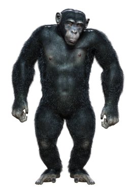 Beyaz arkaplanda izole edilmiş büyük siyah bir şempanzenin 3 boyutlu görüntülenmesi