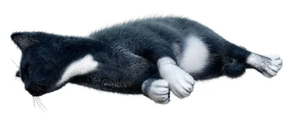 Візуалізація Чорного Домашнього Кота Ізольовано Білому Тлі — стокове фото