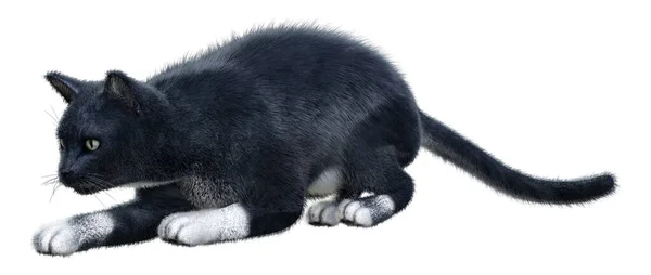 Weergave Van Een Zwarte Huiskat Geïsoleerd Witte Achtergrond — Stockfoto