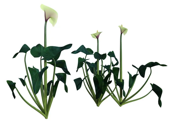 Rendering Calla Lilies Isolated White Background — 스톡 사진