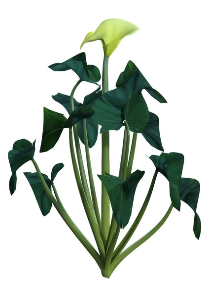 Απόδοση Ενός Ανθισμένου Φυτού Calla Lilly Που Απομονώνεται Λευκό Φόντο — Φωτογραφία Αρχείου