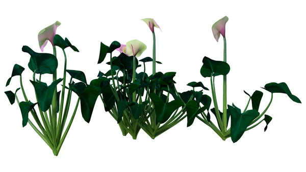 Rendering Calla Lilies Isolated White Background — ストック写真