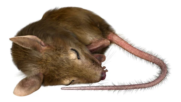 Rendering Einer Kleinen Hausmaus Isoliert Auf Weißem Hintergrund — Stockfoto