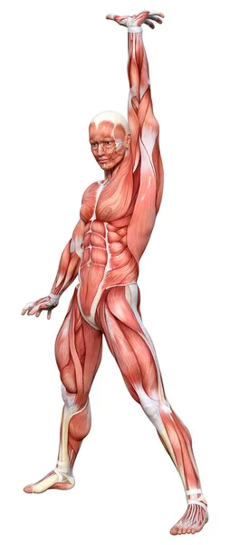 用白色背景隔离肌肉图的男性图形的三维绘制 — 图库照片