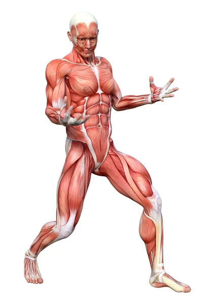 Rendu Une Figure Masculine Avec Des Cartes Musculaires Isolées Sur — Photo