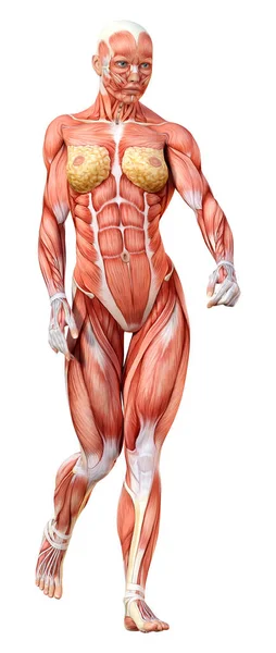 Rendering Female Figure Muscle Maps Isolated White Background — Stock Photo, Image