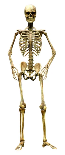 Darstellung Eines Menschlichen Skeletts Isoliert Auf Weißem Hintergrund — Stockfoto