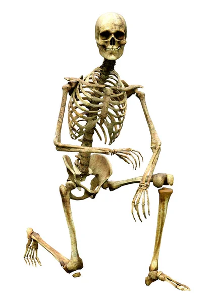 Darstellung Eines Menschlichen Skeletts Isoliert Auf Weißem Hintergrund — Stockfoto