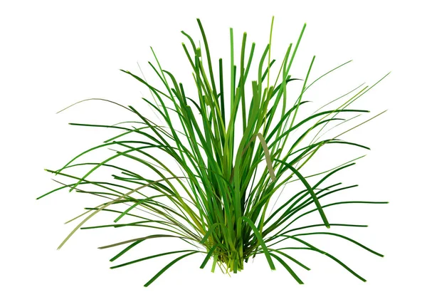 Rendering Green Lomandra Grass Isolated White Background — ストック写真