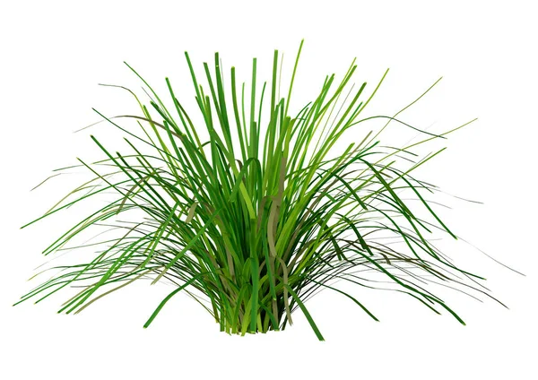 Rendering Plant Nature Garden Lomandra Green Grass Outdoor Environment Botany Fotos De Bancos De Imagens