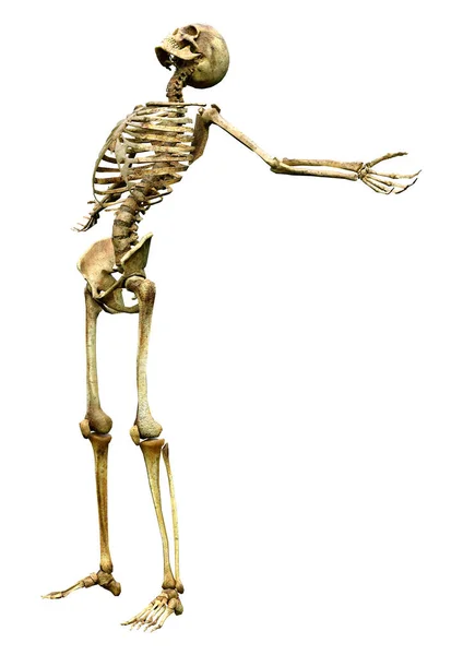 Darstellung Eines Menschlichen Skeletts Isoliert Auf Weißem Hintergrund — Stockfoto