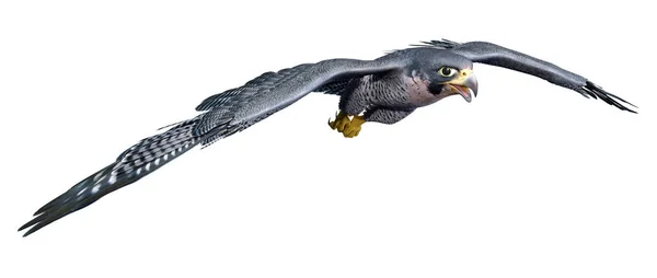 Rendering Falco Rapace Isolato Sfondo Bianco — Foto Stock