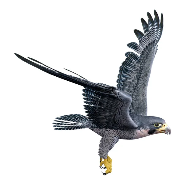 Darstellung Eines Falken Oder Greifvogels Isoliert Auf Weißem Hintergrund — Stockfoto