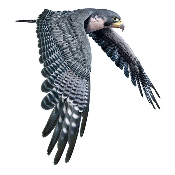Darstellung Eines Falken Oder Greifvogels Isoliert Auf Weißem Hintergrund — Stockfoto