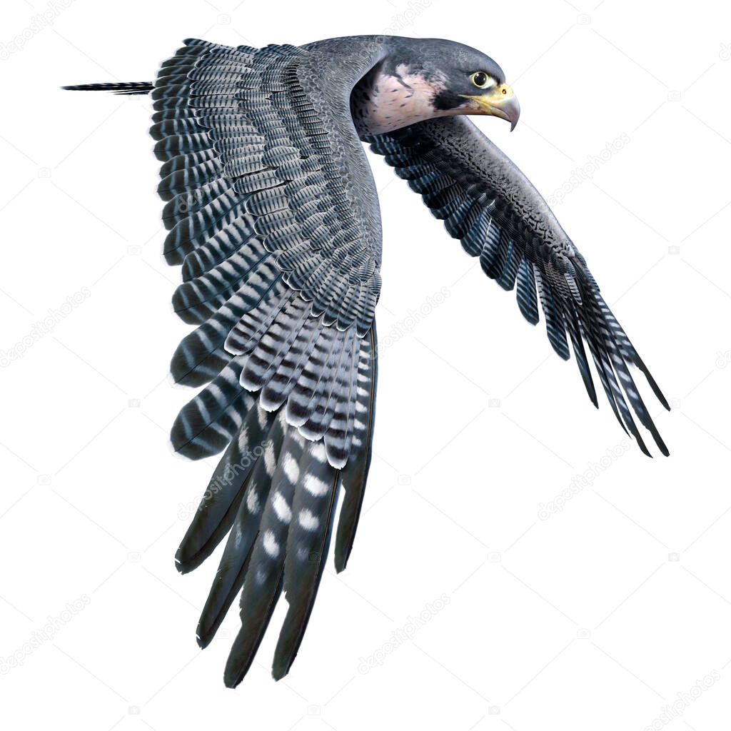3D rendering of a falcon or bird of prey isolated on white background