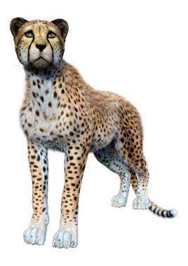 Beyaz arka planda izole edilmiş büyük bir kedi çitanın 3 boyutlu görüntülemesi