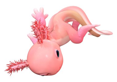 Beyaz arkaplanda izole edilmiş şirin pembe bir axolotl 'un 3 boyutlu canlandırması