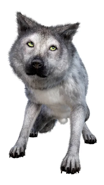 Rendering Eines Wilden Grauen Wolfes Isoliert Auf Weißem Hintergrund — Stockfoto