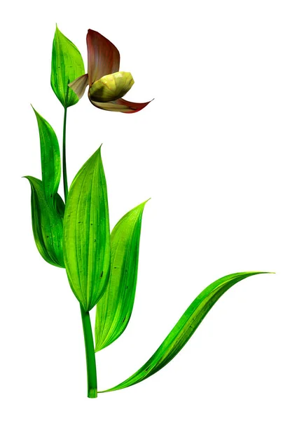Beyaz Arkaplanda Izole Edilmiş Bir Terlik Orkide Çiçeğinin Görüntülemesi — Stok fotoğraf