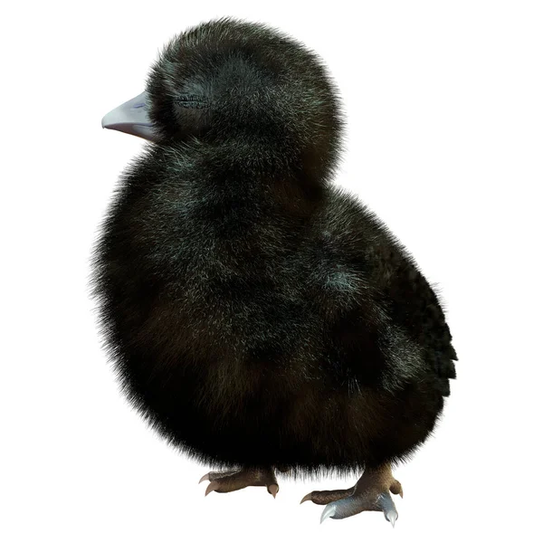 Rendering Little Adorable Black Chick Isolated White Background — Fotografia de Stock