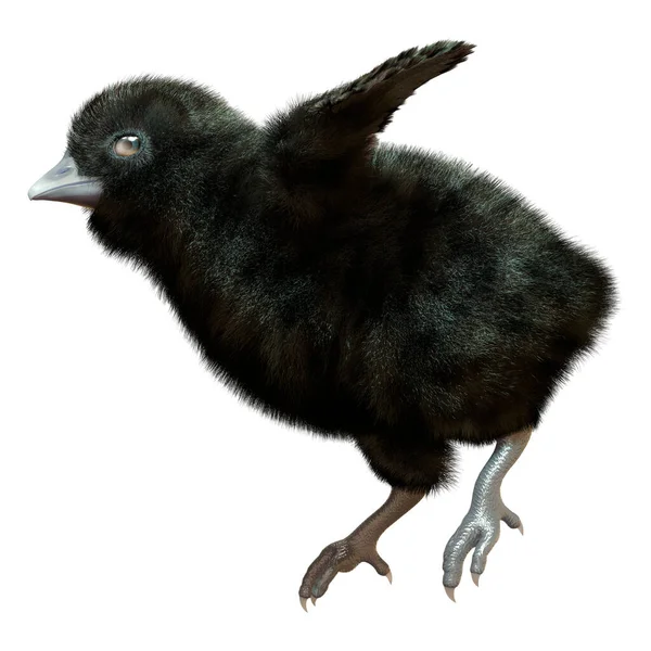 Rendering Van Een Beetje Schattig Zwart Chick Geïsoleerd Witte Achtergrond — Stockfoto