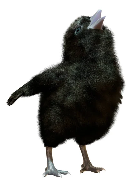 Rendering Little Adorable Black Chick Isolated White Background — Fotografia de Stock