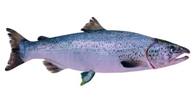 3D rendering of an Atlantic salmon or Salmo salar Linnaeus isolated on white background clipart