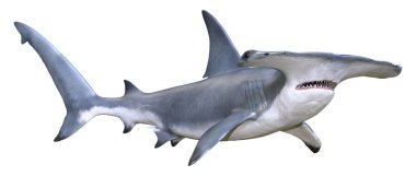 3D rendering of a hammerhead shark isolated on white background clipart