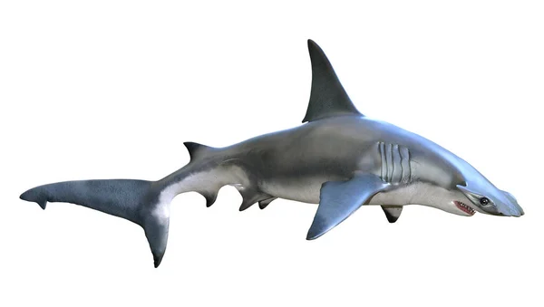 Rendering Hammerhead Shark Isolated White Background — Photo