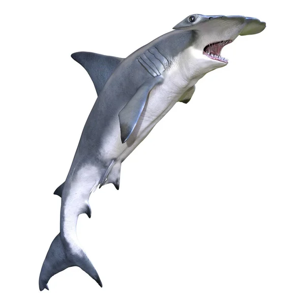 Rendering Hammerhead Shark Isolated White Background — Stockfoto