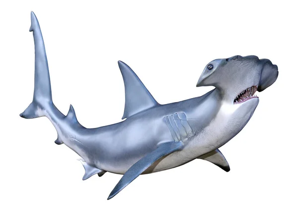 Rendering Hammerhead Shark Isolated White Background — Stockfoto