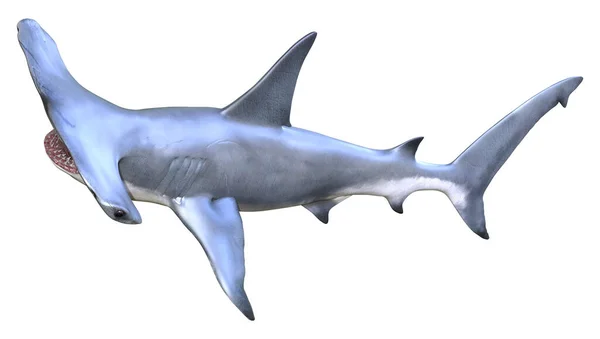 Rendu Requin Marteau Isolé Sur Fond Blanc — Photo