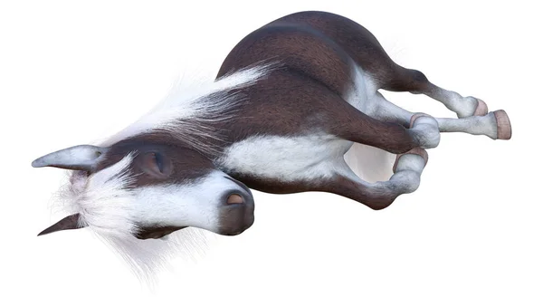 Renderização Pônei Pequeno Cavalo Equus Ferus Caballus Isolado Sobre Fundo — Fotografia de Stock