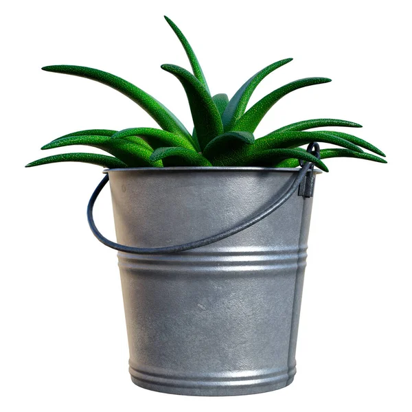 Rendering Succulent Plant Aloe Vera Bucket Isolated White Background — ストック写真