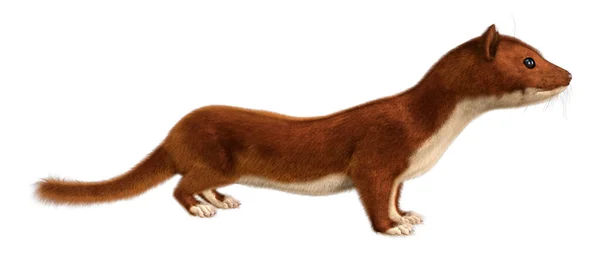 Rendering Brown Weasel Isolated White Background — Φωτογραφία Αρχείου