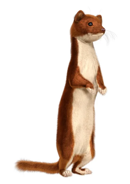 Rendering Brown Weasel Isolated White Background — Stockfoto