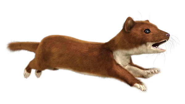 Rendering Brown Weasel Isolated White Background — 스톡 사진