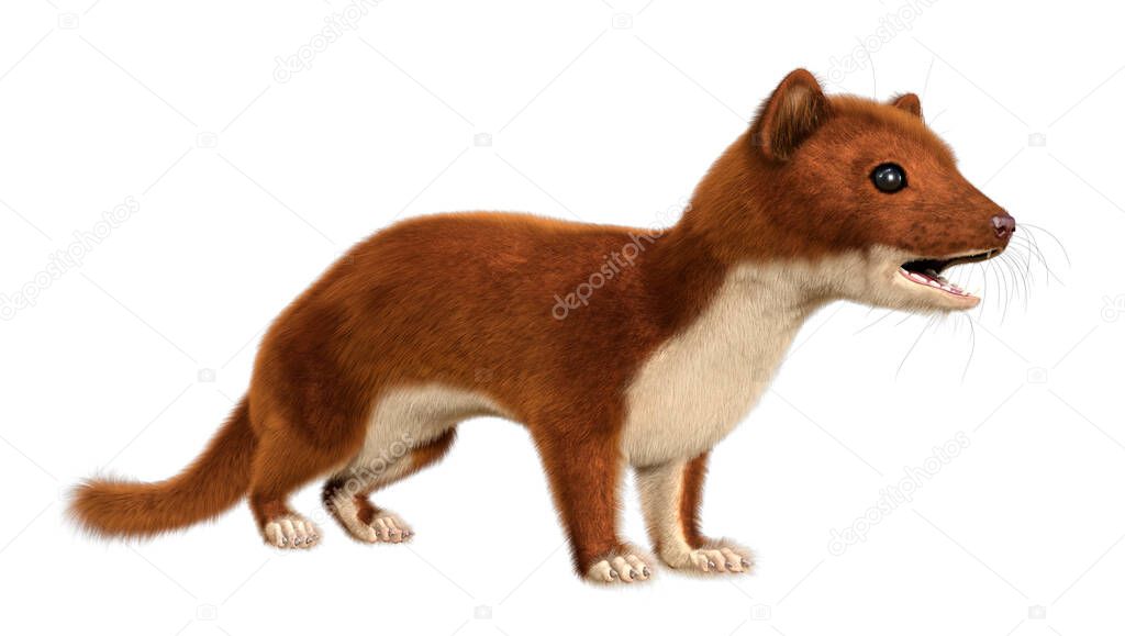 3D rendering of a brown weasel isolated on white background