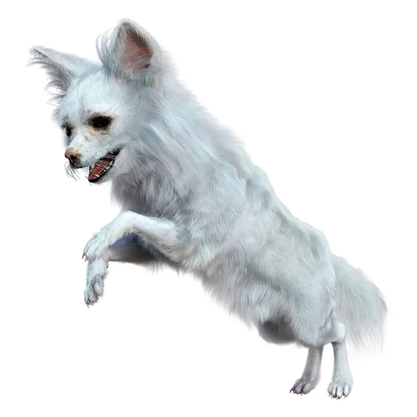Rendering White Chihuahua Dog Isolated White Background — 스톡 사진