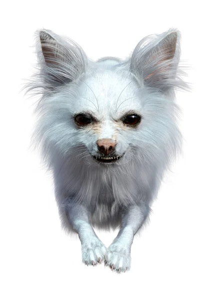 Rendering White Chihuahua Dog Isolated White Background — Foto de Stock