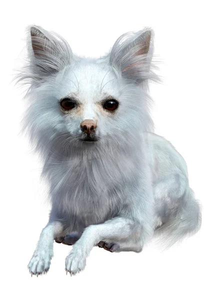 Рендеринг Білої Собаки Чихуахуа Ізольованої Білому Тлі — стокове фото