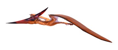 Beyaz arka plan üzerinde Pteranodon izole bir tarih öncesi sürüngen 3D render