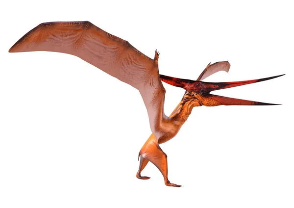 Beyaz Arka Plan Üzerinde Pteranodon Izole Bir Tarih Öncesi Sürüngen — Stok fotoğraf