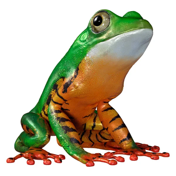 Rendering Amazon Tree Frog Isolated White Background — Stock Photo, Image