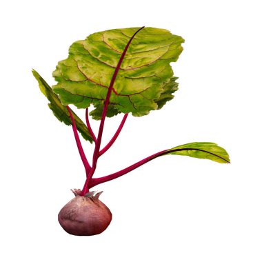 3D rendering of a single beet plant isolated on white background