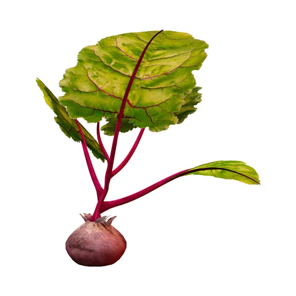 Rendering Single Beet Plant Isolated White Background —  Fotos de Stock