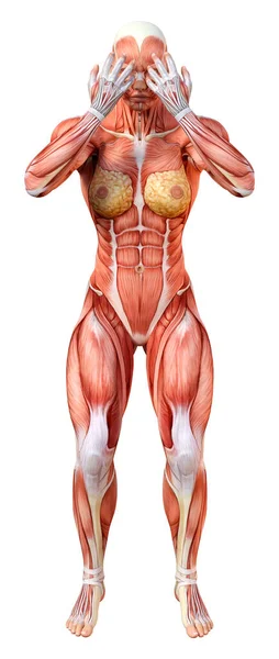 白い背景に筋肉の地図で隔離された女性像の3Dレンダリング — ストック写真