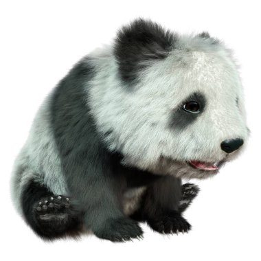 ayı panda beyaz arka plan üzerinde izole 3D render