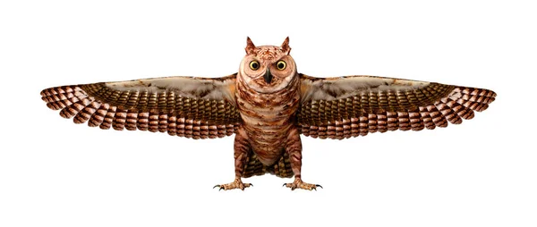 3D渲染白色背景下孤立的大角猫头鹰或虎猫头鹰或虫虫 — 图库照片